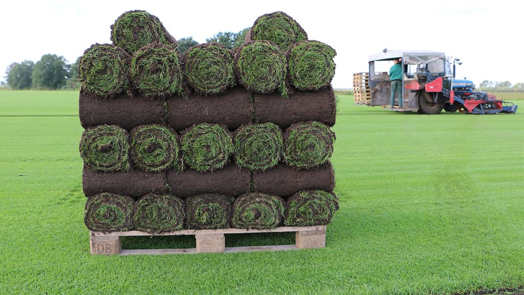 Frisch geschälter Rollrasen auf Palette auf dem Feld