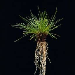 Grassorte Festuca rubra commutata horstrotschwingel