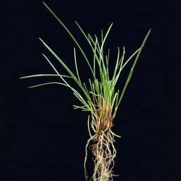 Grassorte Festuca ubra trichophylla Rotschwingel mit kurzen auslaeufern