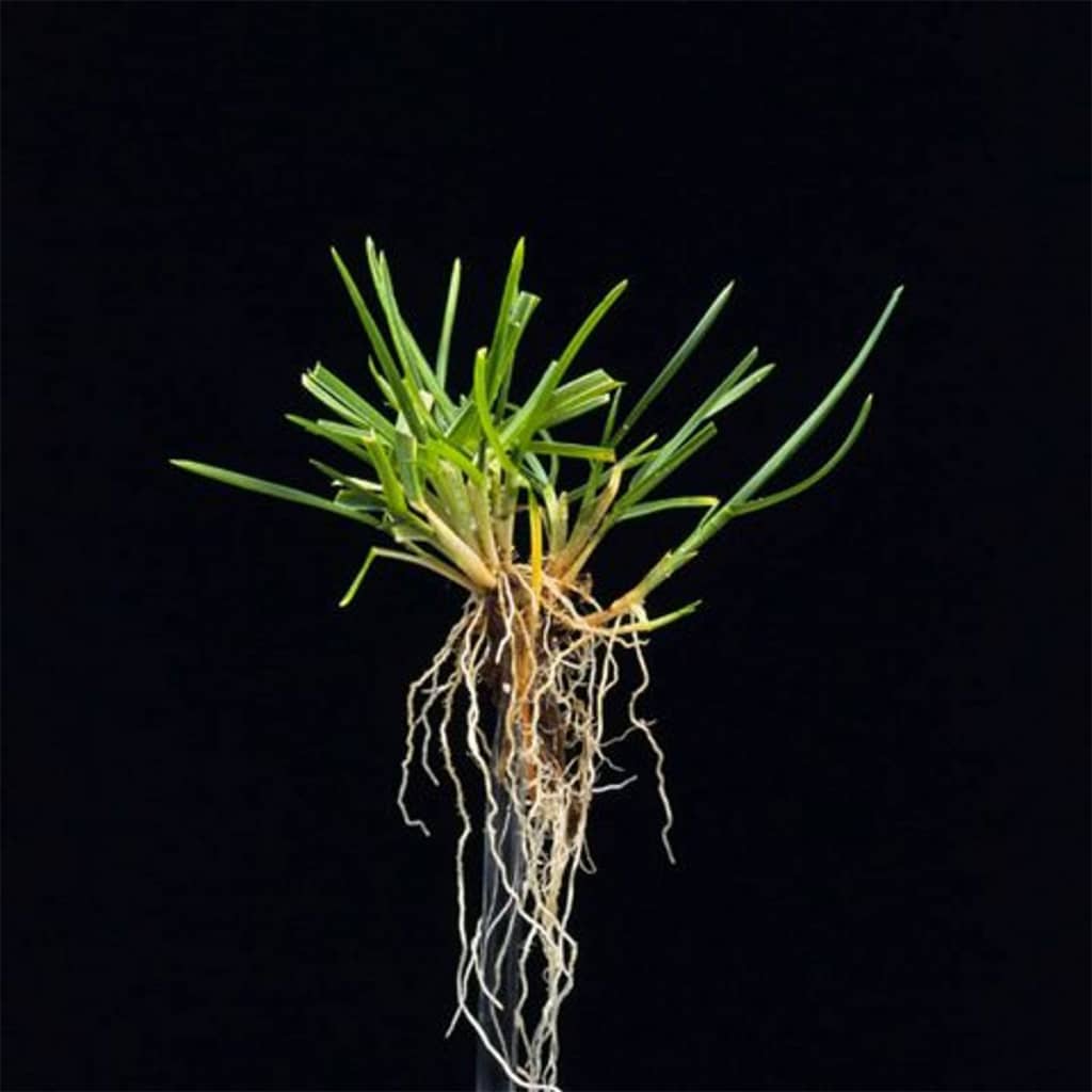 Grassorte Poa Pratensis Wiesenrispe