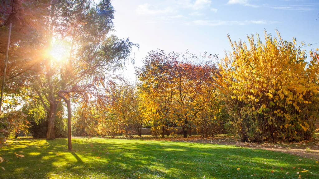 Rasen im Herbst